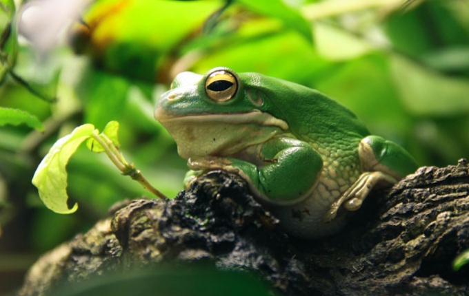 A small frog sits on a tree branch.