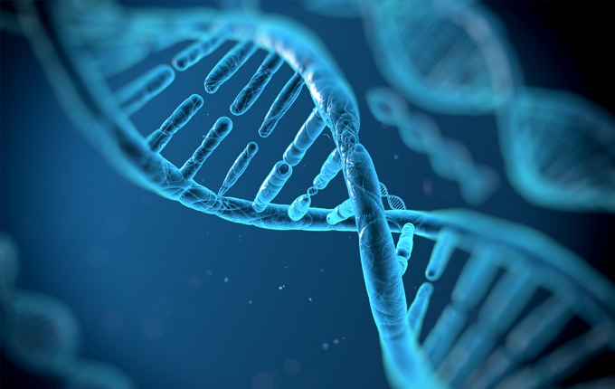 A DNA helix